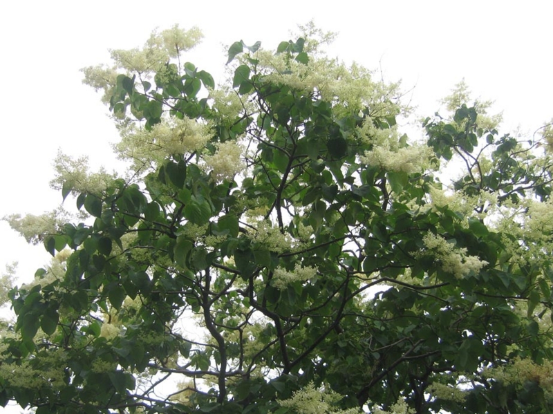 f:id:atarou:20130706061718j:image