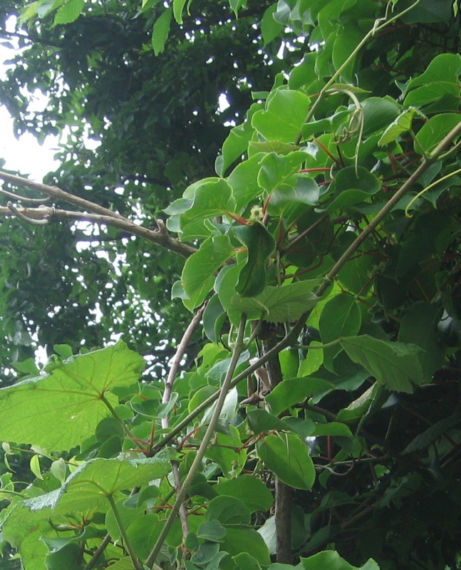 f:id:atarou:20130706061721j:image
