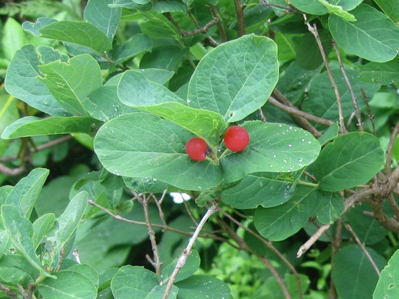 f:id:atarou:20130706062539j:image