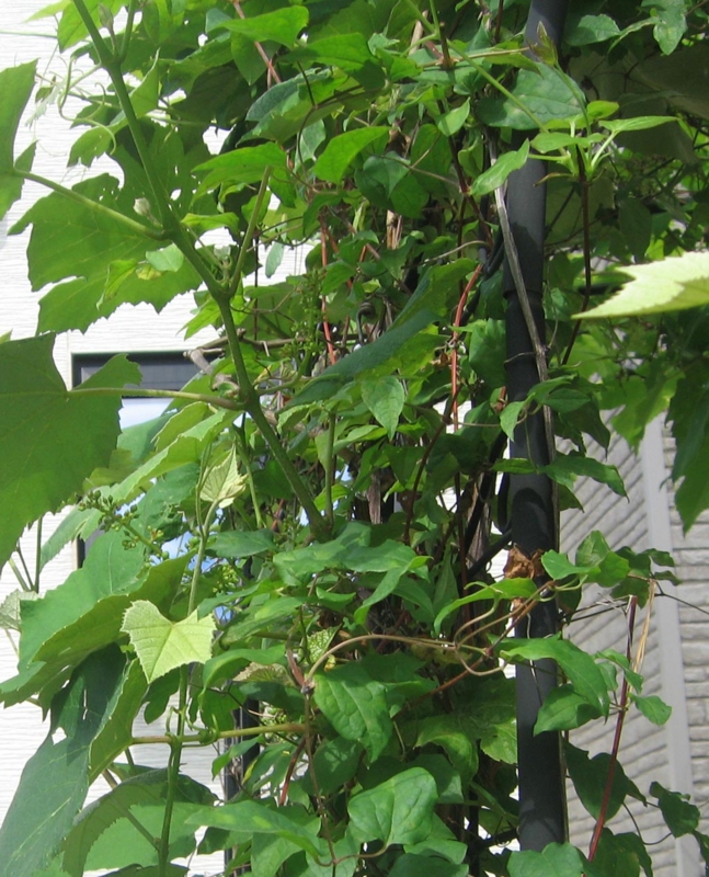 f:id:atarou:20130715064047j:image