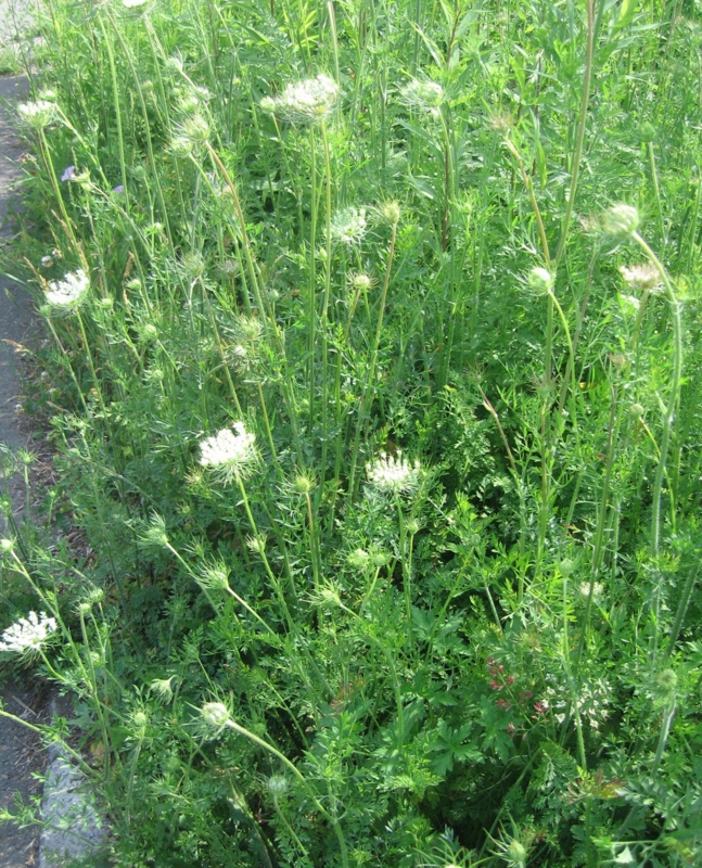 f:id:atarou:20130715065124j:image