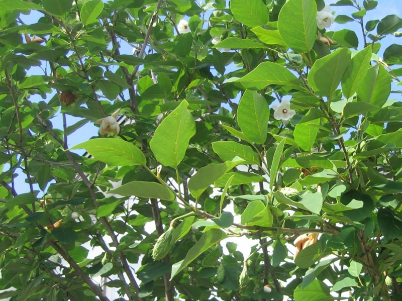 f:id:atarou:20130715065126j:image