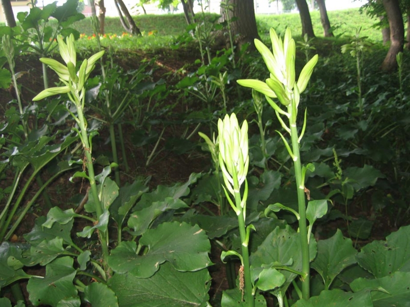 f:id:atarou:20130715083352j:image