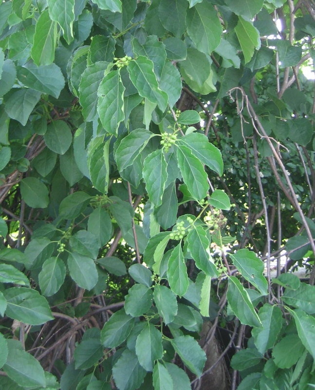 f:id:atarou:20130715083734j:image