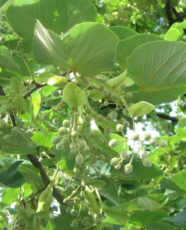f:id:atarou:20130802083119j:image