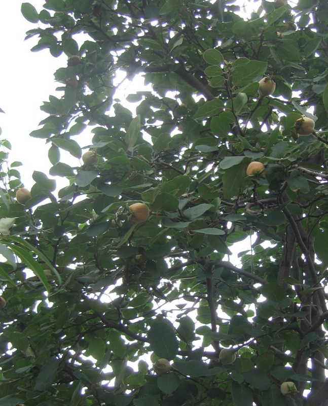 f:id:atarou:20130802085233j:image