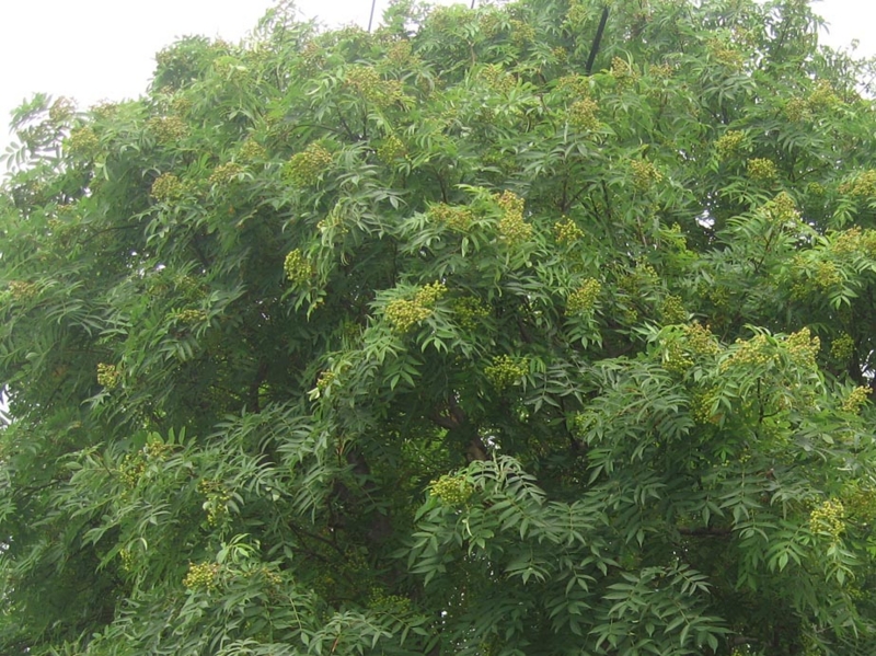 f:id:atarou:20130802085237j:image