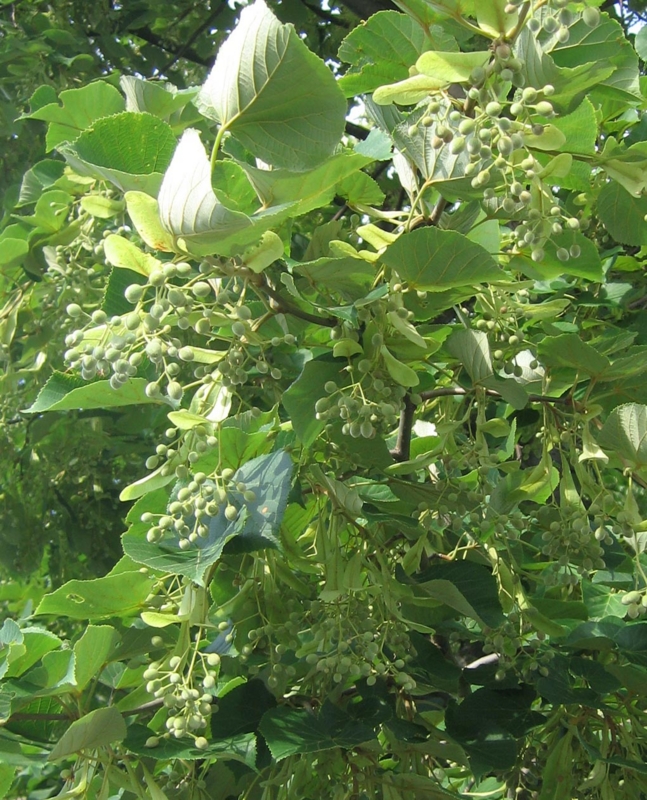 f:id:atarou:20130802090710j:image