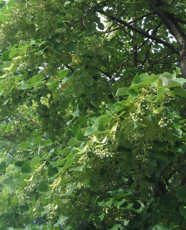 f:id:atarou:20130802090712j:image