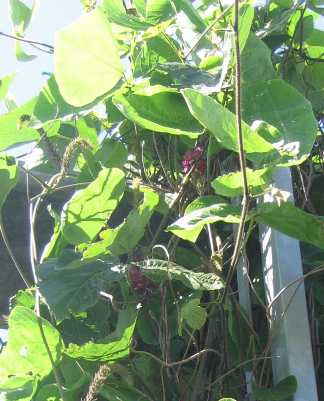 f:id:atarou:20130804084709j:image