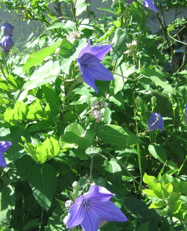 f:id:atarou:20130804085858j:image
