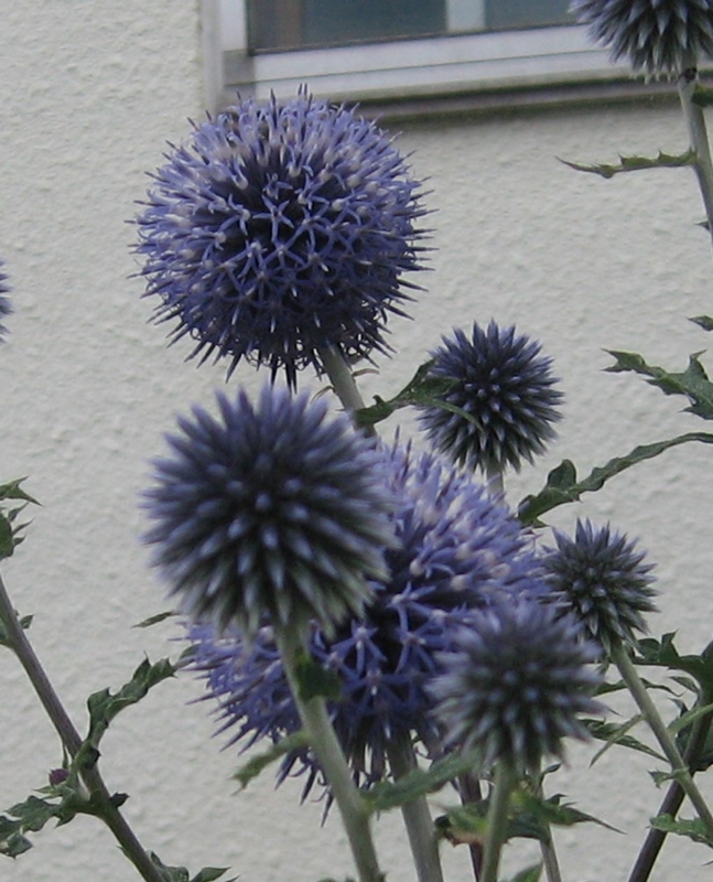 f:id:atarou:20130806062358j:image
