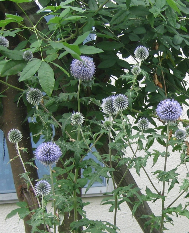 f:id:atarou:20130806063716j:image