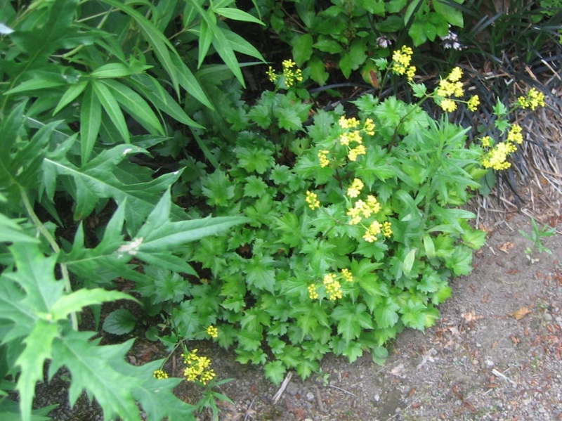 f:id:atarou:20130806063719j:image