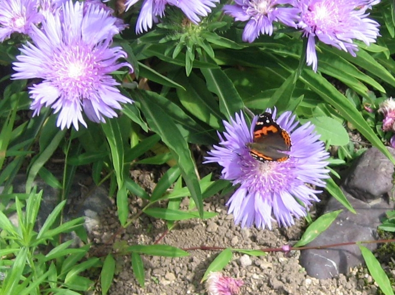 f:id:atarou:20130806063720j:image