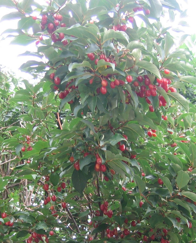 f:id:atarou:20130806064532j:image