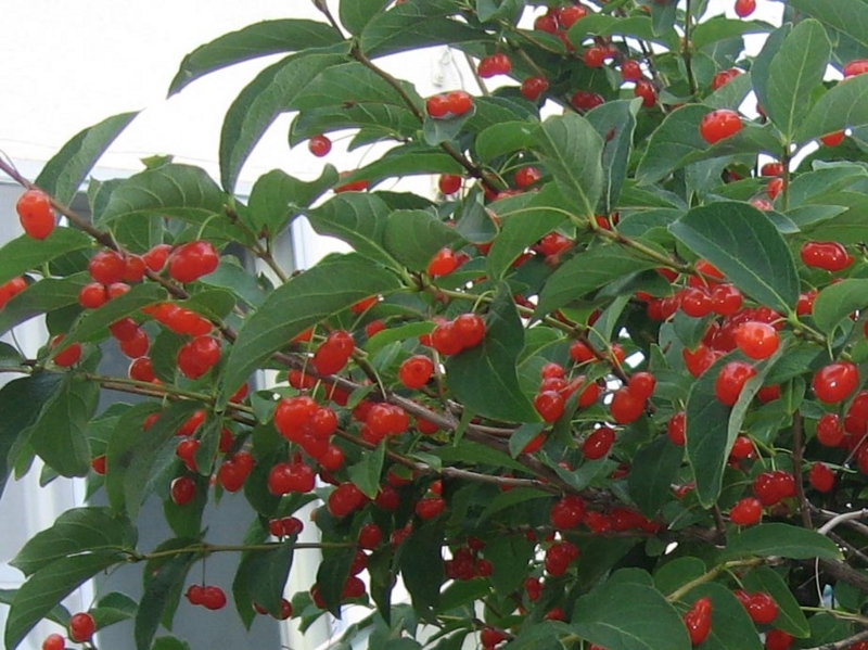 f:id:atarou:20130806064534j:image