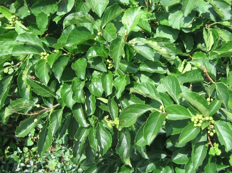 f:id:atarou:20130806065436j:image