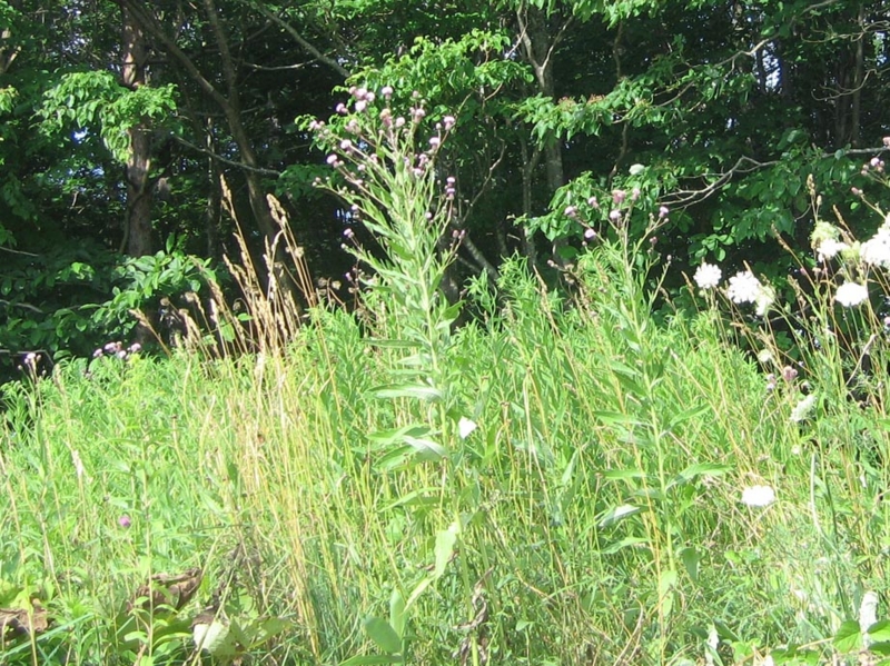 f:id:atarou:20130806084456j:image
