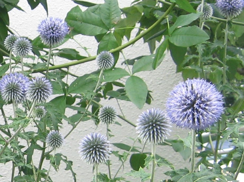 f:id:atarou:20130806084831j:image