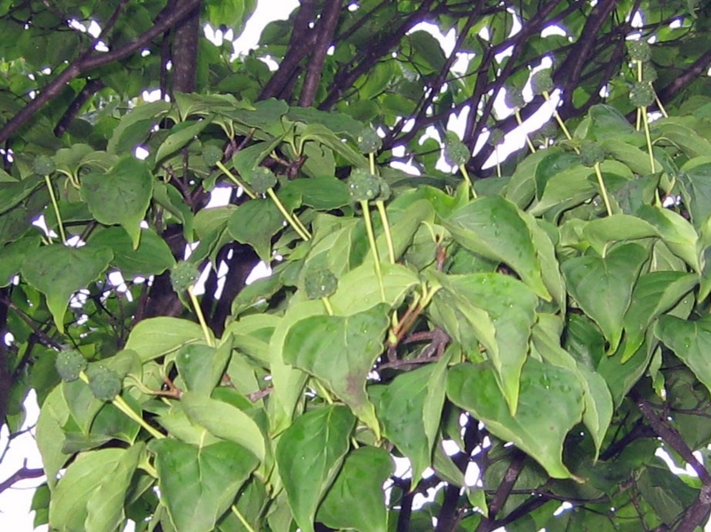 f:id:atarou:20130810053957j:image