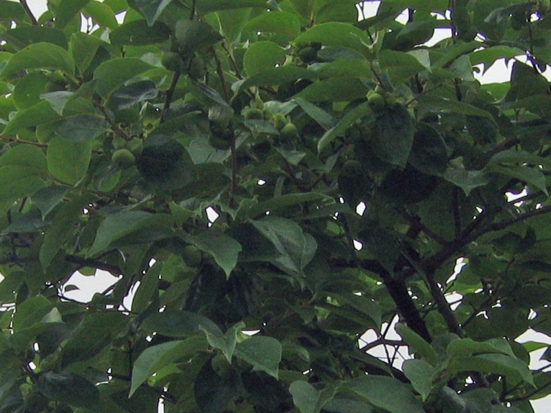 f:id:atarou:20130810054743j:image