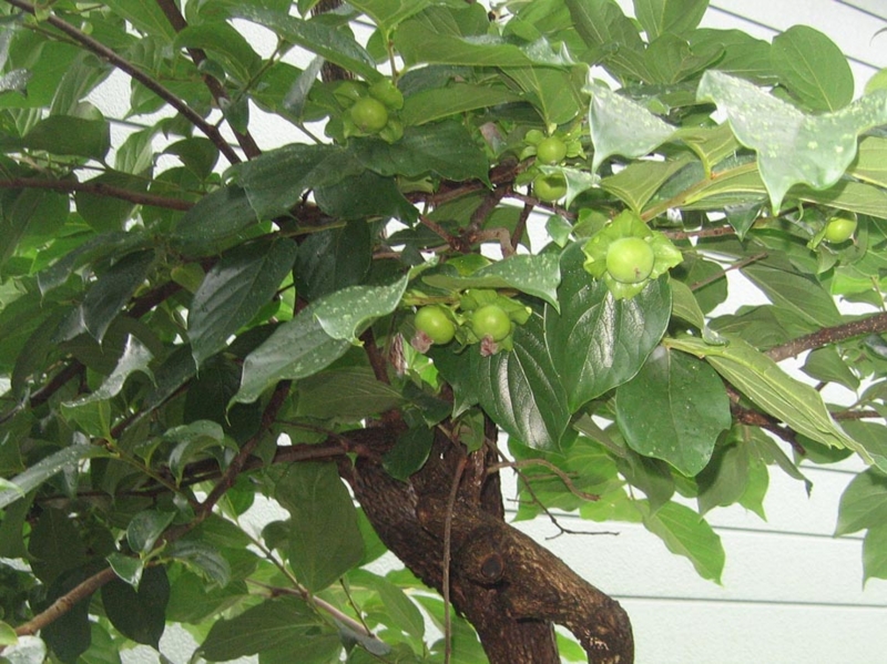f:id:atarou:20130810054745j:image