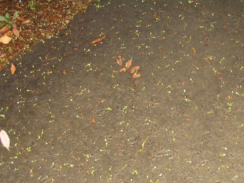 f:id:atarou:20130810054748j:image