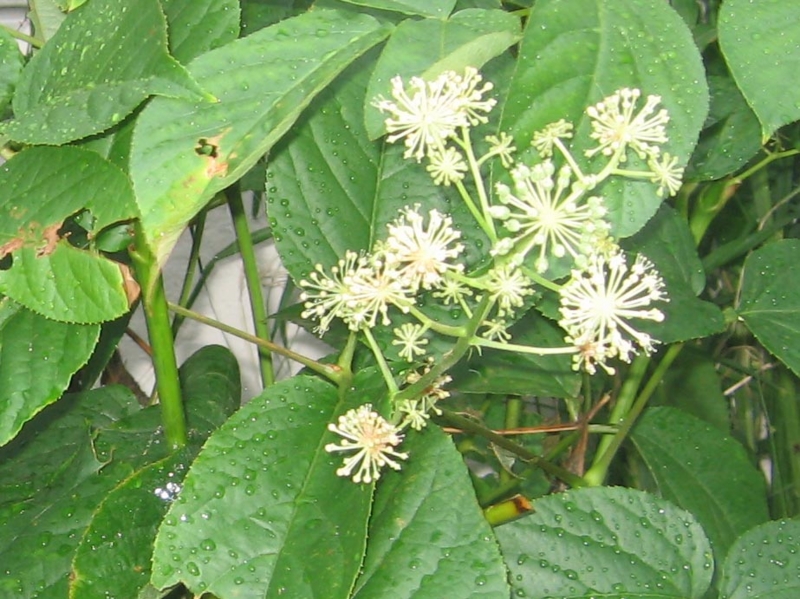 f:id:atarou:20130810055252j:image