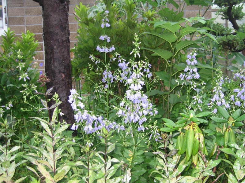 f:id:atarou:20130810055253j:image