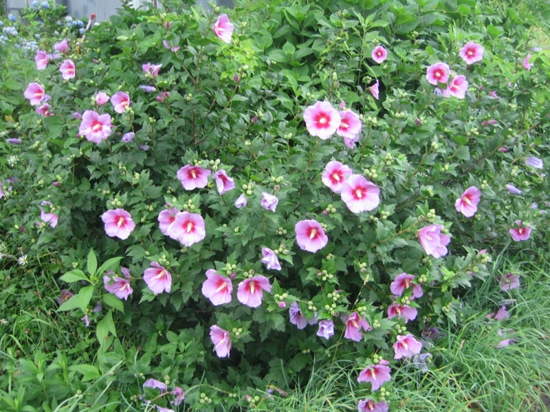 f:id:atarou:20130810060346j:image