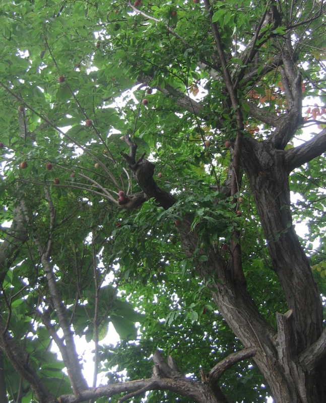 f:id:atarou:20130812060211j:image