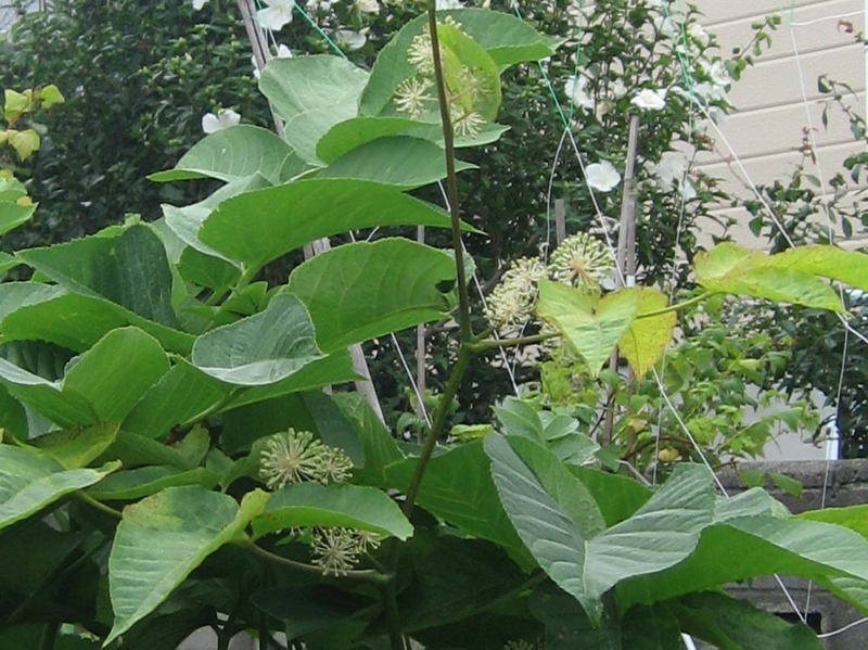 f:id:atarou:20130812085123j:image