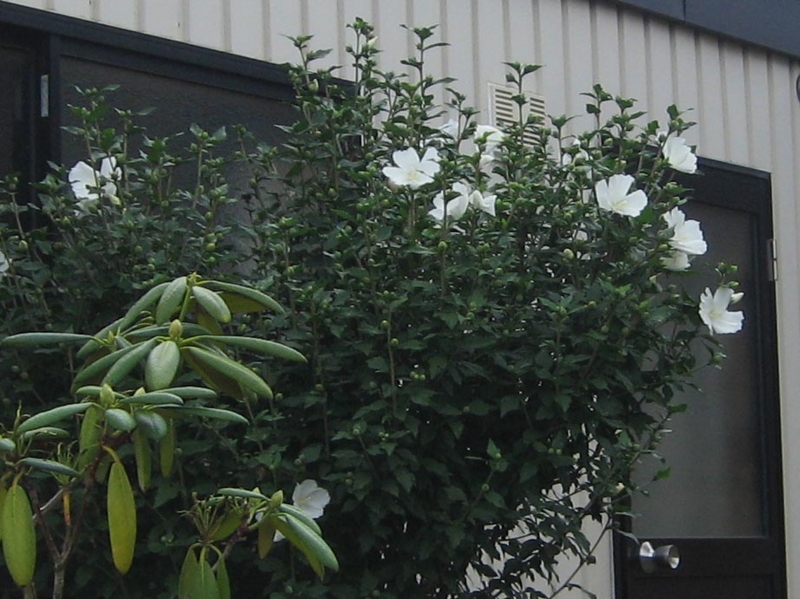 f:id:atarou:20130812085124j:image