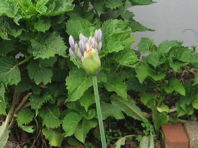 f:id:atarou:20130812085125j:image