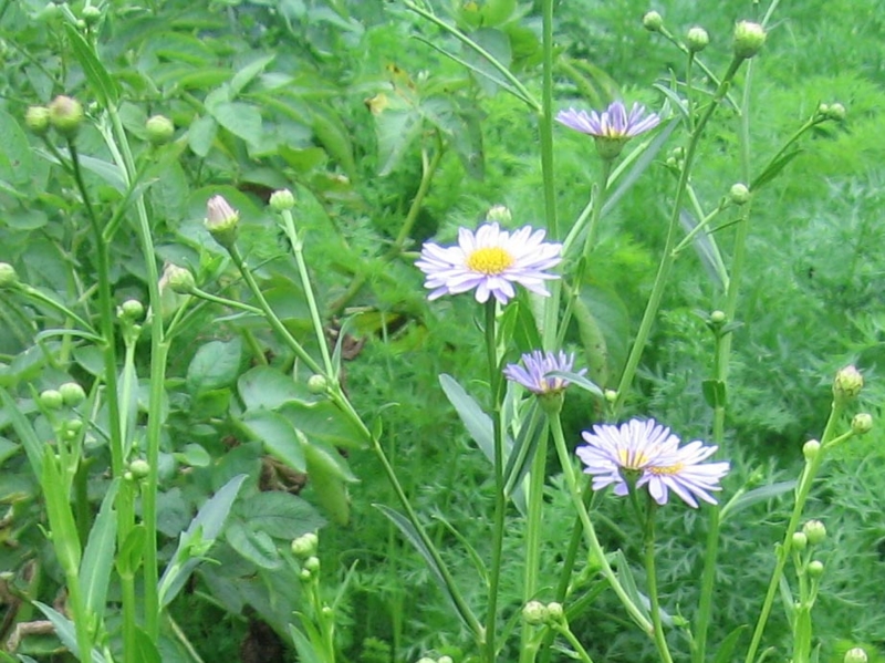 f:id:atarou:20130815091007j:image f:id:atarou:20130815091007j:image
