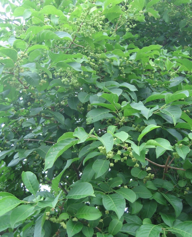 f:id:atarou:20130815091010j:image f:id:atarou:20130815091010j:image