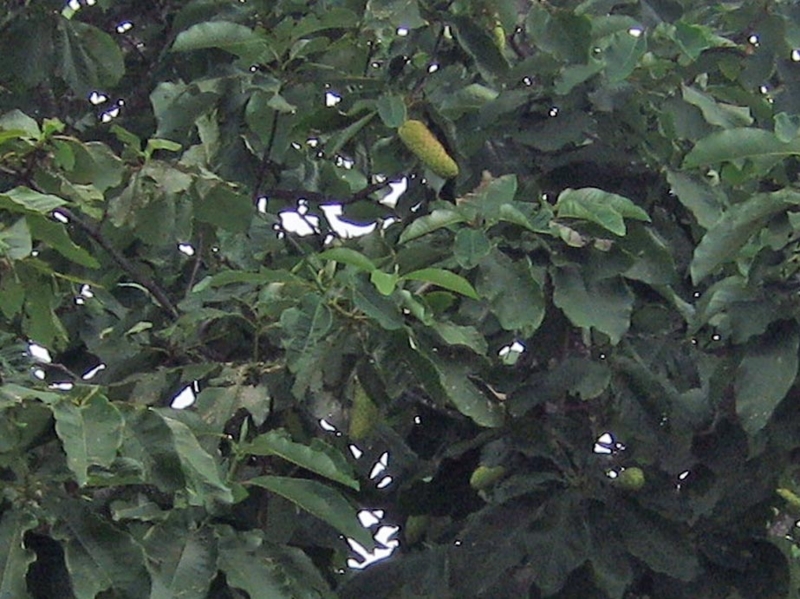 f:id:atarou:20130815092547j:image f:id:atarou:20130815092547j:image