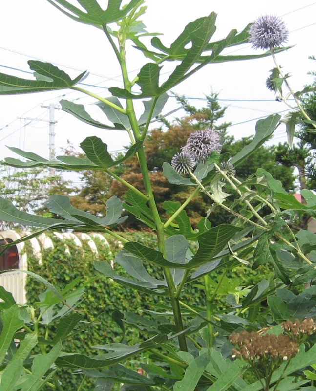 f:id:atarou:20130815093135j:image f:id:atarou:20130815093135j:image