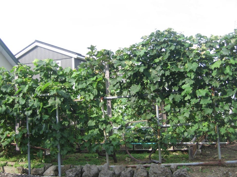 f:id:atarou:20130817071003j:image