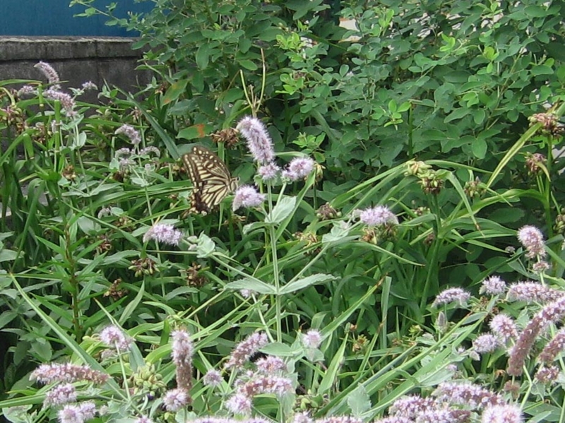 f:id:atarou:20130817071005j:image