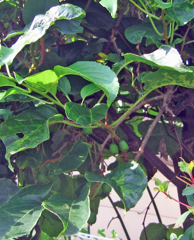 f:id:atarou:20130817084332j:image