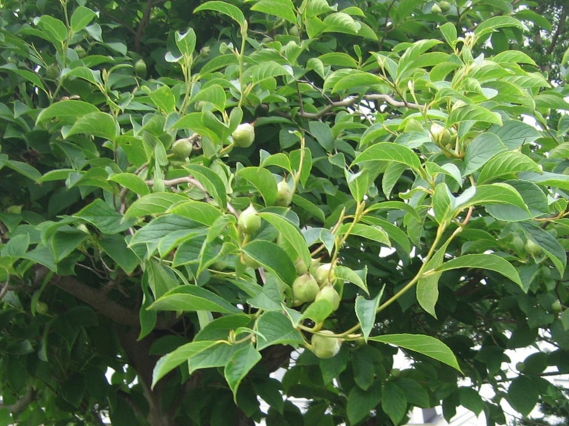 f:id:atarou:20130817084334j:image