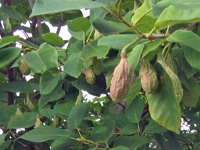 f:id:atarou:20130817084336j:image