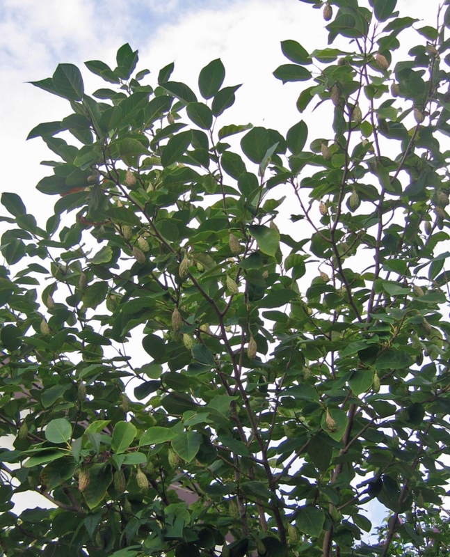f:id:atarou:20130817084337j:image