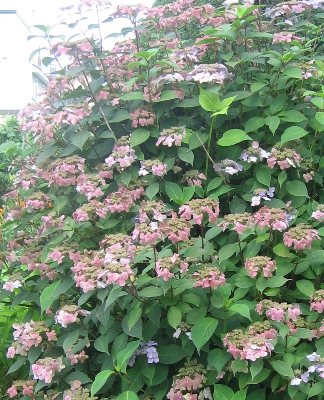 f:id:atarou:20130819064837j:image