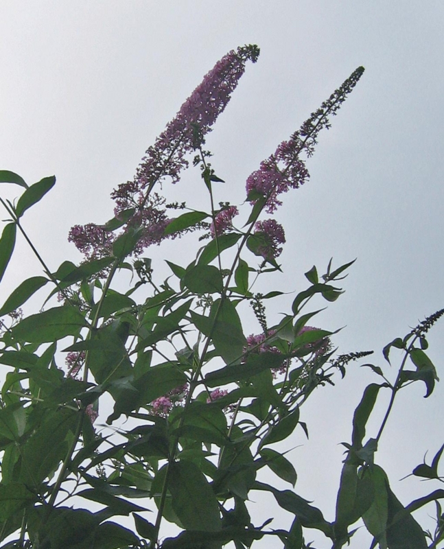 f:id:atarou:20130819083941j:image