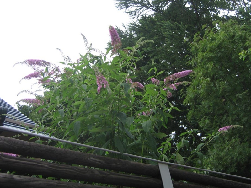 f:id:atarou:20130819083943j:image