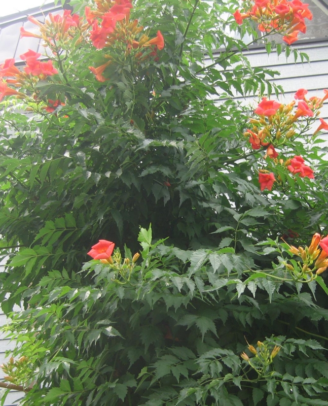 f:id:atarou:20130819083944j:image