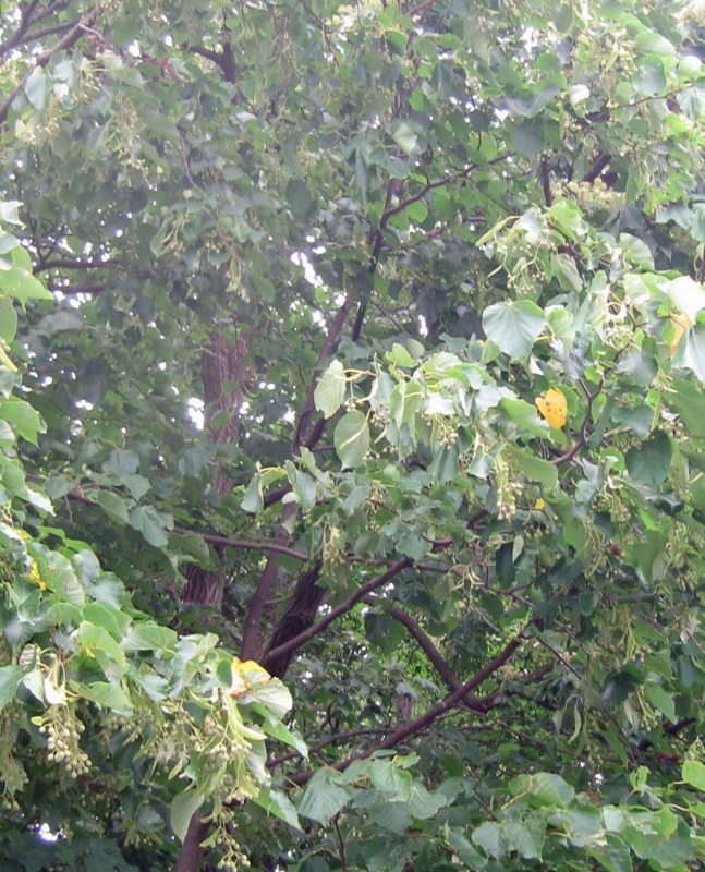 f:id:atarou:20130819085003j:image